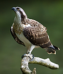 BB 12 0045 / Pandion haliaetus / Fiskeørn